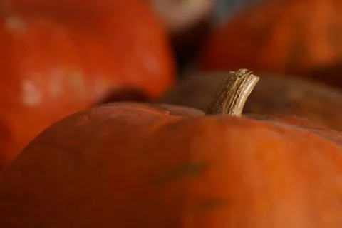 Macro image of pumpkin with green stem Stock Photos