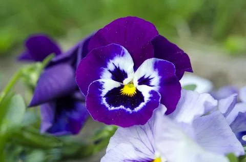 Macro image purple flowers pansies Stock Photos