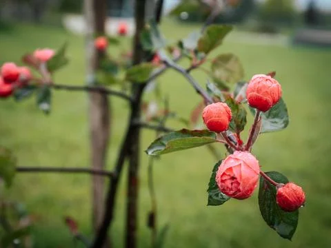 Macro image of red flower buds with dew on green leaves on a blurred. Foto stock