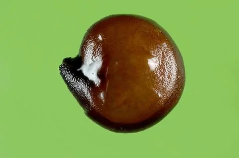 Macro Image of a Red Quinoa Seed with Stacking Technique on a Green Backgroun Stock Photos