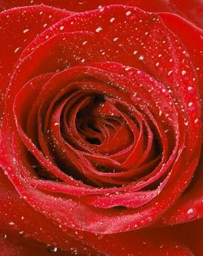 Macro image of red rose Stock Photos