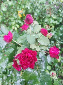 Macro image of red rose with water droplets on the green leaves background Stock Photos