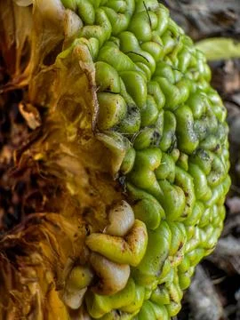 Macro image of the rind and internals of an Osage fruit (breadfruit, monkey brai Stock Photos