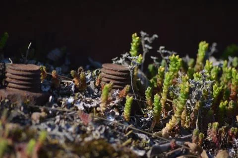 Macro image of rusty bolts Foto stock