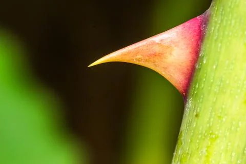 Macro image of a sharp rose thorn Stock Photos