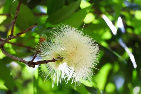 Macro image showcases the delicate, fluffy white flower of a tropical tree, Stock Photos