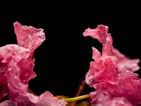 Macro image showcases two pink crape myrtle blossoms with dew against a sta.. Stock Photos