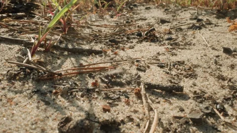 Macro image showcasing insect activity and natural environment. Highresolution Stock Footage 335770499