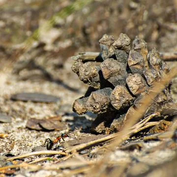 Macro image of a single ant climbing up the pine cone on the forest ground Stock Photos