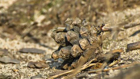 Macro image of a single ant climbing up the pine cone on the forest ground Stock Photos