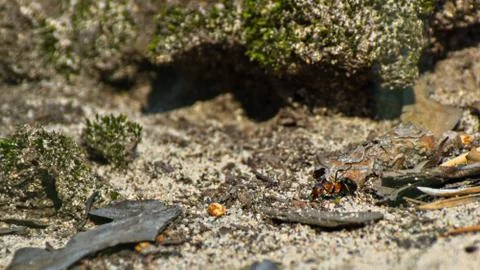 Macro image of a single ant crawling through the forest ground on a sunny day Foto stock