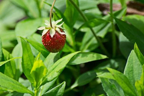 Macro image of a single red strawberry growing in the garden Stock Photos