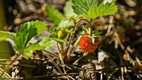 Macro image of a single red wild strawberry growing in the forest Stock Photos