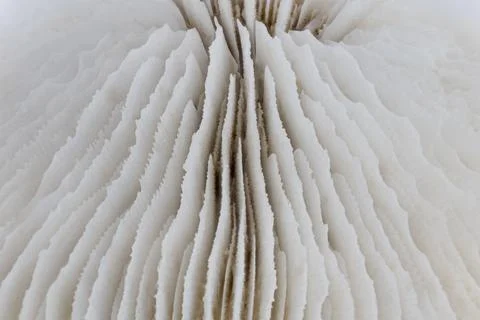 Macro image of a skeleton of a plate coral Stock Photos