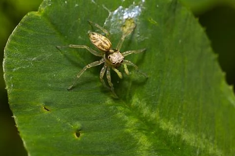 Macro image of a small spider Stock Photos