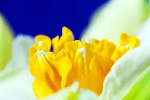 Macro image of spring flower, jonquil, daffodil. delicate calyx, petals Stock Photos