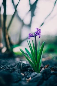 Macro image of spring Hyacinth violet flowers, abstract soft floral and darkn Stock Photos