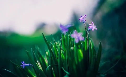 Macro image of spring Hyacinth violet flowers, abstract soft floral and darkn Stock Photos