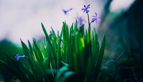 Macro image of spring Hyacinth violet flowers, abstract soft floral and darkn Stock Photos