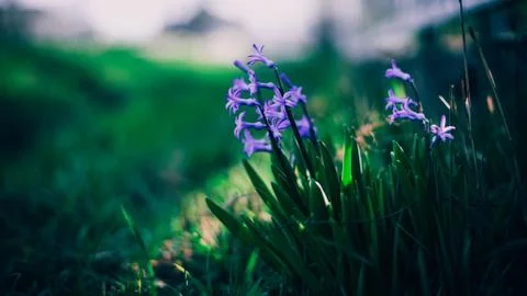 Macro image of spring Hyacinth violet flowers, abstract soft floral and darkn Stock Photos