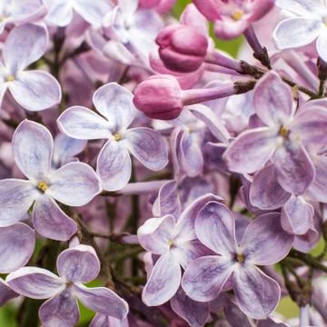 Macro image of spring lilac flowers Stock Photos