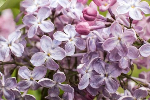 Macro image of spring lilac flowers Stock Photos