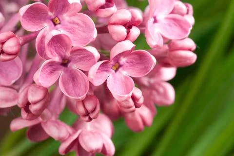 Macro image of spring lilac violet flowers Stock Photos