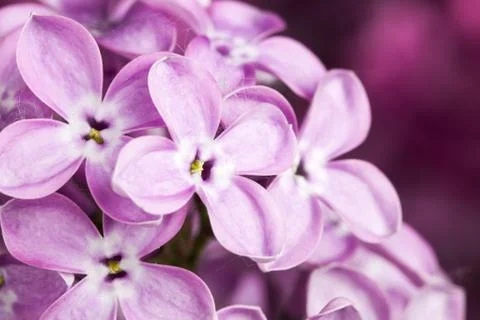 Macro image of spring lilac violet flowers Stock Photos