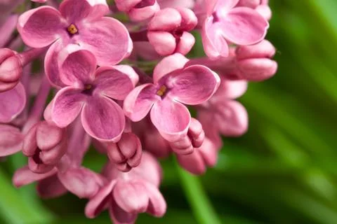 Macro image of spring lilac violet flowers Stock Photos