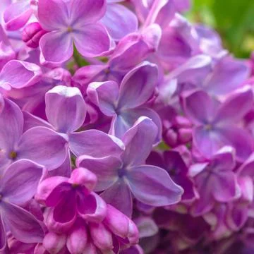 Macro image of spring lilac violet flowers Stock Photos