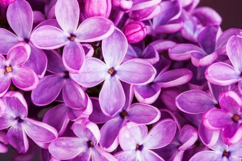 Macro image of spring lilac violet flowers, abstract soft floral background Stock Photos