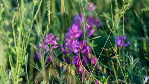 Macro image of spring lilac violet flowers Stock Photos