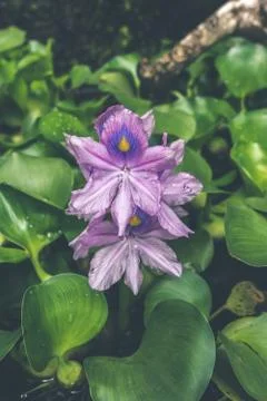 Macro image of spring lilac violet flowers, abstract soft floral background Stock Photos