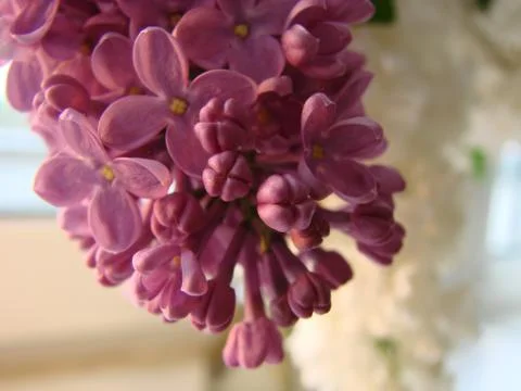 Macro image of spring lilac violet flowers, abstract floral background Stock Photos