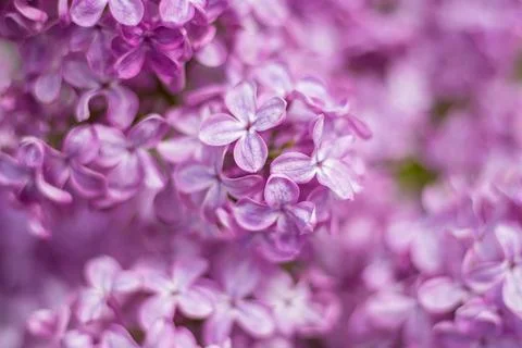 Macro image of spring lilac violet flowers, abstract soft floral background Stock-Fotos