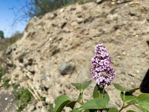 Macro image of spring lilac violet flowers, abstract soft floral background Stock Photos