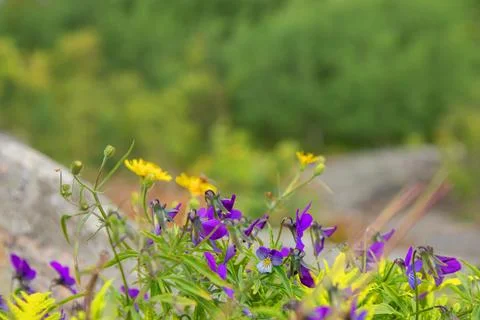 Macro image of spring lilac violet flowers blooming in wild nature on coastal Stock Photos
