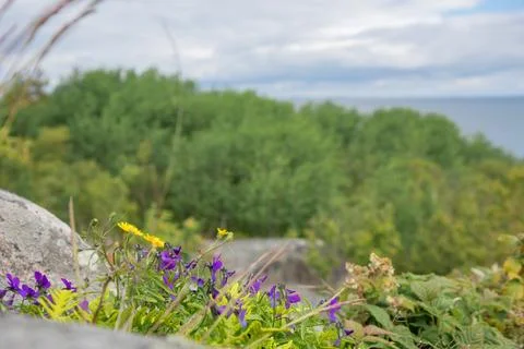 Macro image of spring lilac violet flowers blooming in wild nature on coastal Stock Photos