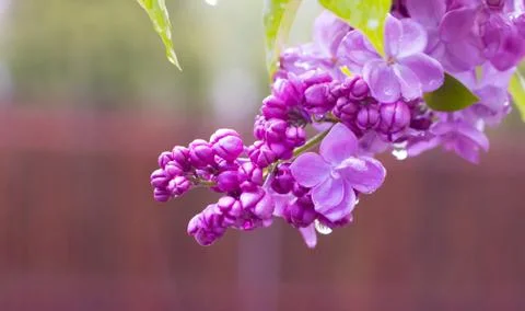 Macro image of spring soft violet lilac flowers Stock Photos