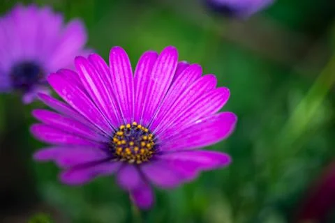 Macro image of spring violet flower, abstract soft floral background Stock Photos