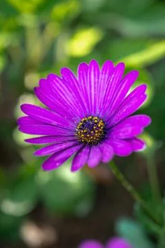Macro image of spring violet flower, abstract soft floral background Stock Photos