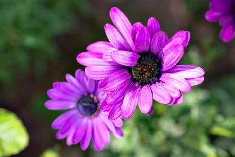 Macro image of spring violet flowers, abstract soft floral background 写真素材