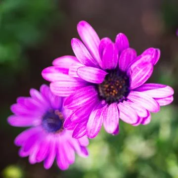 Macro image of spring violet flowers, abstract soft floral background Stock Photos