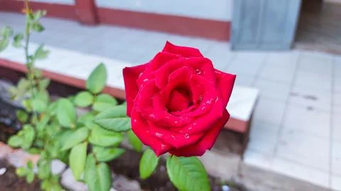 Macro image of a stunning red rose at its flowering apex in a garden. Stock Photos