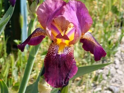 Macro image of a sunlit pink-maroon Bearded Iris germanica flower Stock Photos