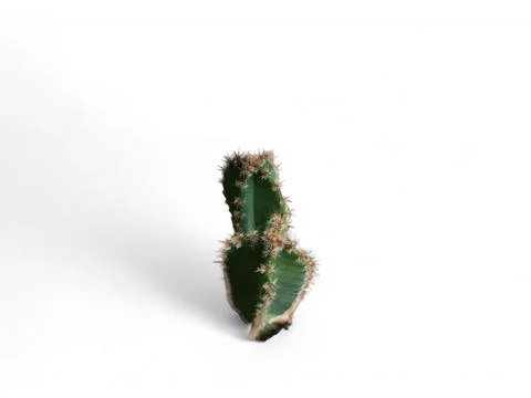 Macro image of textured surface of cactus on white background Stock Photos