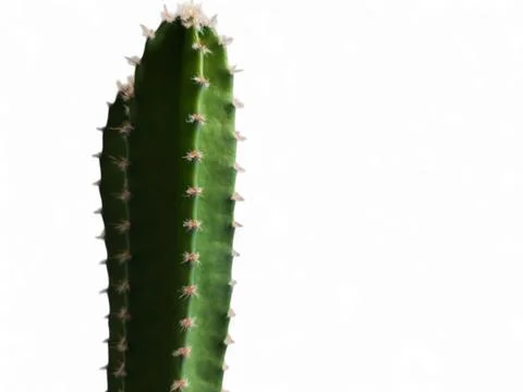 Macro image of textured surface of cactus on white background Stock Photos