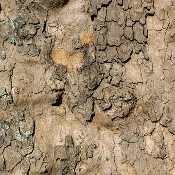 Macro Image of Textured Tree Bark with Layered Cracks and Sculptural Forms 스톡 사진