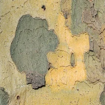 Macro Image of Tree Bark with Distinct Yellow, Green and Brown Patches in N.. 스톡 사진