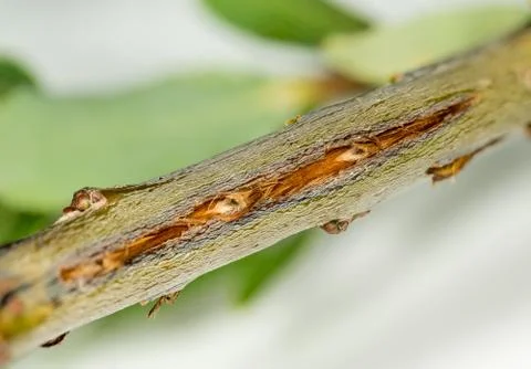 Macro image of tree damage from cicada Stock Photos